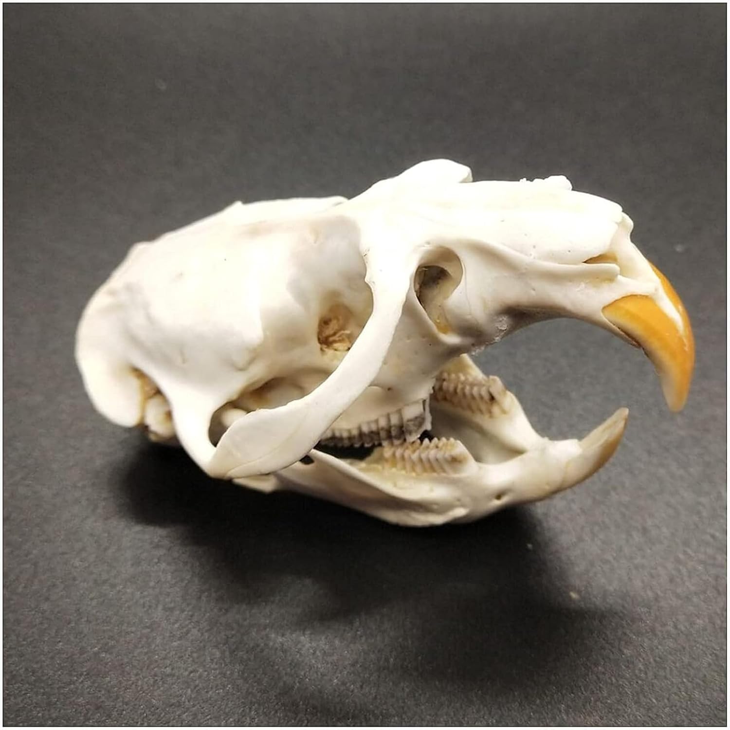 頭骨・骨格標本・剥製販売 【Core-Box】 剥製 本物の骨のワニの頭蓋骨